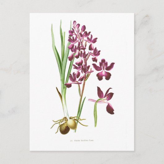 Carte Postale Orchidées laxiflora (Devant)