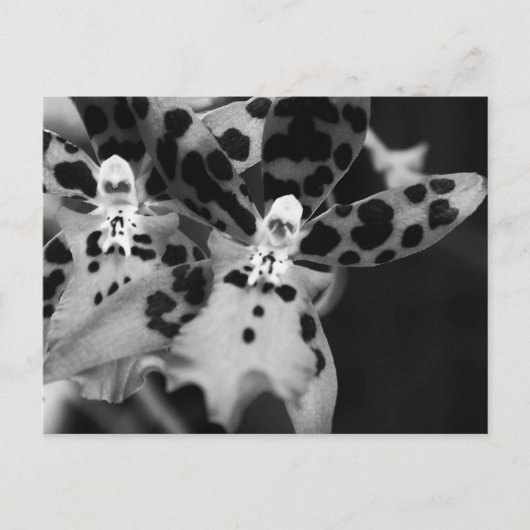 Carte Postale Orchidées noires et blanches (Devant)