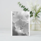 Carte Postale Orchidées noires et blanches (Debout devant)