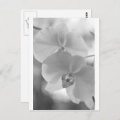 Carte Postale Orchidées noires et blanches (Devant / Derrière)