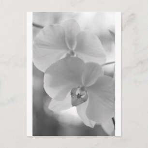 Carte Postale Orchidées noires et blanches