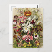 Carte Postale Orchidées, Orchidée Denusblumen Ernst Haeckel (Devant / Derrière)