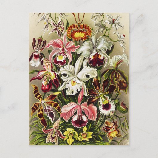 Carte Postale Orchidées, Orchidée Denusblumen Ernst Haeckel (Devant)