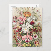 Carte Postale Orchidées, Orchidée Denusblumen par Ernst Haeckel (Devant / Derrière)