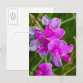 Carte Postale Orchidées pourpres (Devant / Derrière)