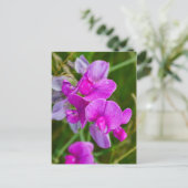 Carte Postale Orchidées pourpres (Debout devant)
