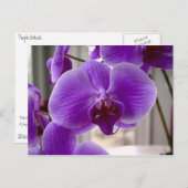Carte Postale Orchidées pourpres (Devant / Derrière)