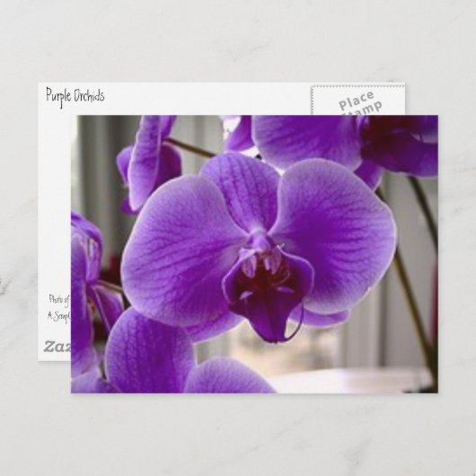Carte Postale Orchidées pourpres (Devant / Derrière)