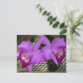 Carte Postale Orchidées pourpres (Debout devant)