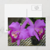Carte Postale Orchidées pourpres (Devant / Derrière)