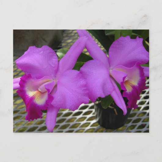 Carte Postale Orchidées pourpres (Devant)