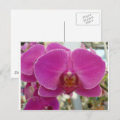 Carte Postale Orchidées rose chaud (Devant / Derrière)