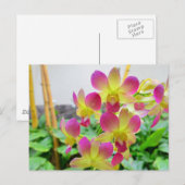 Carte Postale Orchidées rose jaune (Devant / Derrière)