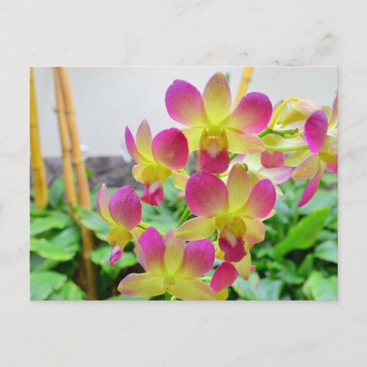 Carte Postale Orchidées rose jaune (Devant)
