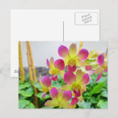 Carte Postale Orchidées rose jaune (Devant / Derrière)