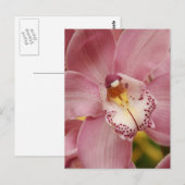 Carte postale Orchidées roses (Devant / Derrière)