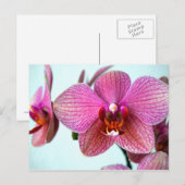 Carte Postale Orchidées roses (Devant / Derrière)
