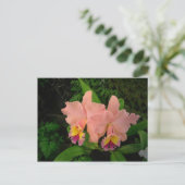 Carte postale : Orchidées roses (Debout devant)