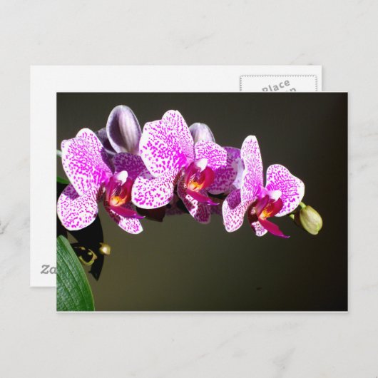 Carte Postale Orchidées roses (Devant / Derrière)