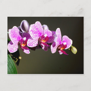 Carte Postale Orchidées roses