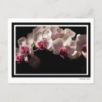 Orchidées roses et blanches spectaculaires sur noi