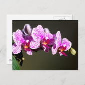Carte Postale Orchidées roses, fleurs tropicales roses (Devant / Derrière)