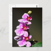 Carte Postale Orchidées roses, romantique tropical floral (Devant / Derrière)