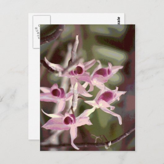 Carte Postale orchidées sauvages (Devant / Derrière)