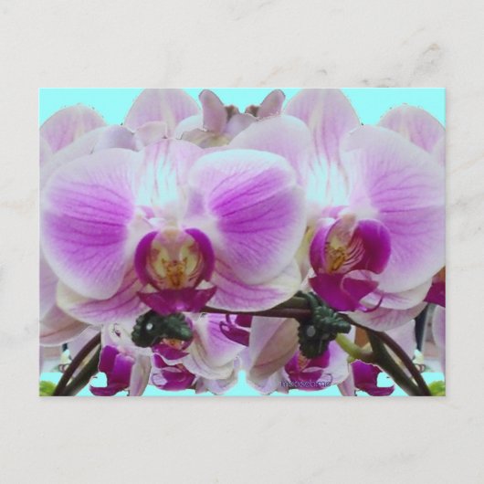 Carte Postale Orchidées violettes (Devant)