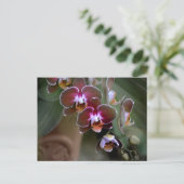 Carte Postale Orchidées violettes Photographie Botanique (Debout devant)