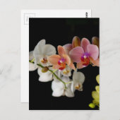 CARTE POSTALE ORCHIDES COLORÉS EXOTIQUES (Devant / Derrière)