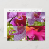 Carte postale Orchids Cairns Botanic Gardens (Devant / Derrière)