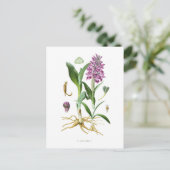 Carte Postale Orchis latifolia (Debout devant)