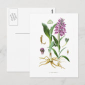 Carte Postale Orchis latifolia (Devant / Derrière)