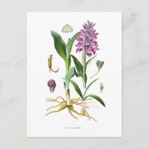 Carte Postale Orchis latifolia