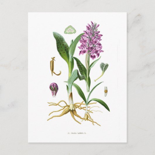 Carte Postale Orchis latifolia (Devant)