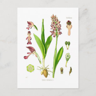 Carte Postale Orchis militaris (orchidée militaire)