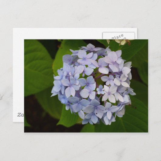 Carte Postale Ordensie (Devant / Derrière)