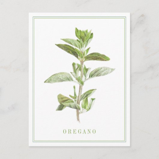 Carte postale OREGANO FRAÎCHE (Devant)
