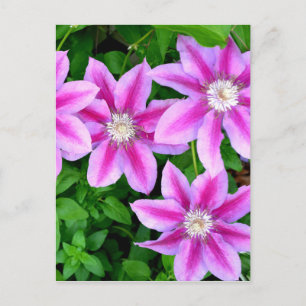 Carte Postale Orégano sauvage botanique floral rose verdure