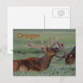 Carte postale Oregon (Devant / Derrière)