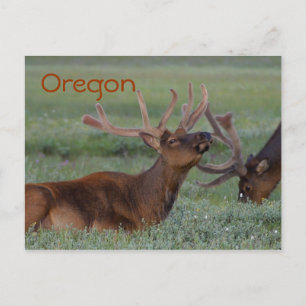 Carte postale Oregon