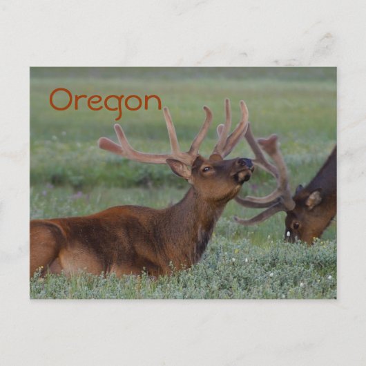 Carte postale Oregon (Devant)