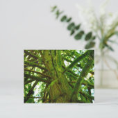 Carte Postale Oregon Green (Debout devant)