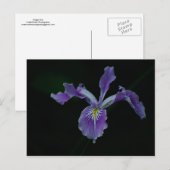 Carte Postale Oregon Iris 01 (Devant / Derrière)