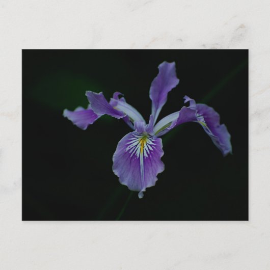 Carte Postale Oregon Iris 01 (Devant)