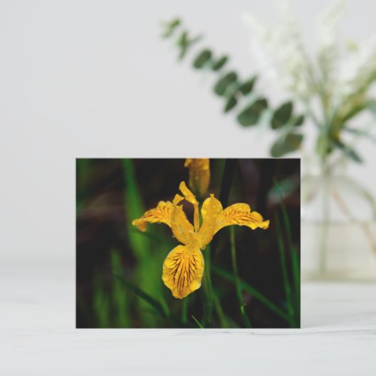 Carte Postale Oregon Iris 02 (Debout devant)
