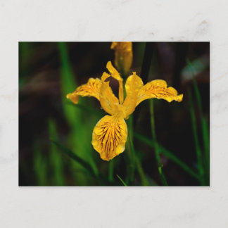Carte Postale Oregon Iris 02