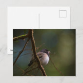 Carte Postale Oregon Junco (Devant / Derrière)