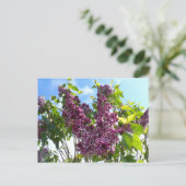 Carte Postale Oregon Lilacs (Debout devant)